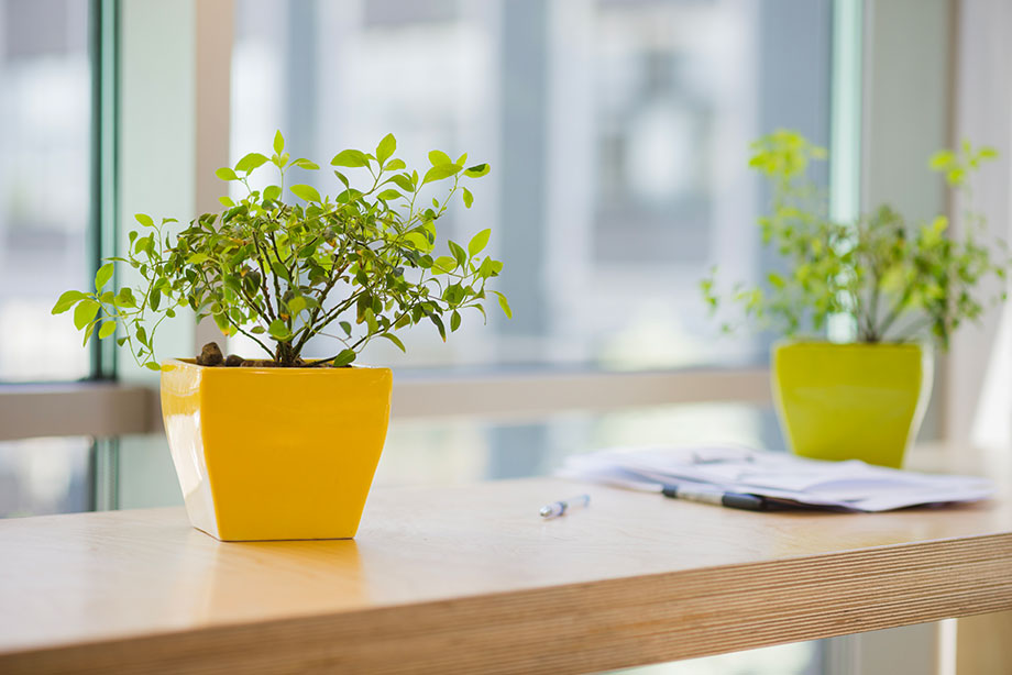 Tener plantas en el lugar de trabajo beneficia tu salud - Medical Assistant